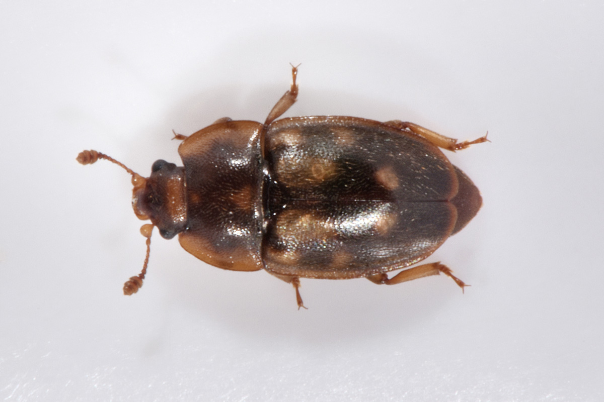 Nitidulidae: Epuraea guttata? Sì, femmina